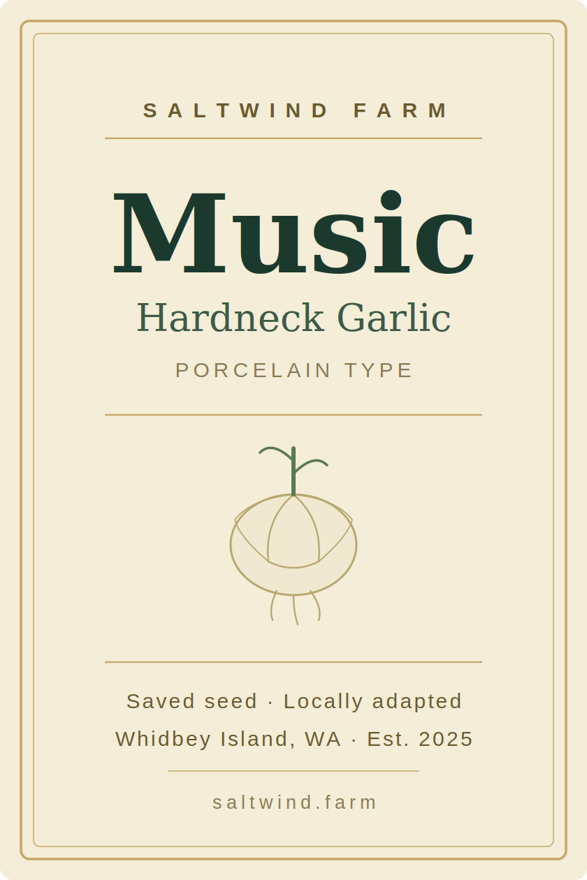 Music Hardneck Garlic — Porcelain type, saved seed, locally adapted